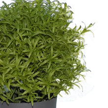 Load image into Gallery viewer, 209 Decoratives -Potted Plastic Artificial Plants
